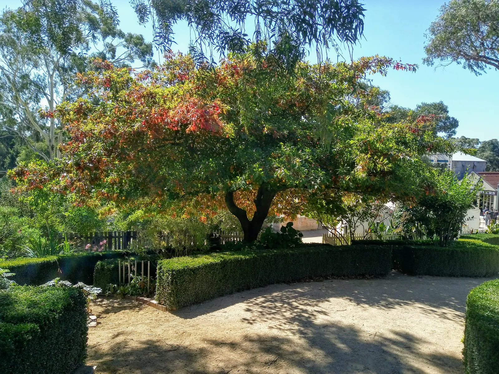 Garden with a tree in autumn colours and hedges at Sovereign Hill